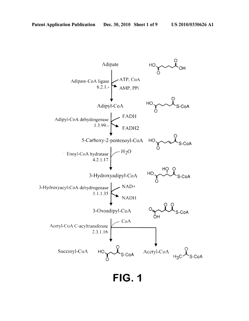 MICROORGANISMS FOR THE PRODUCTION OF ADIPIC ACID AND OTHER COMPOUNDS - diagram, schematic, and image 02