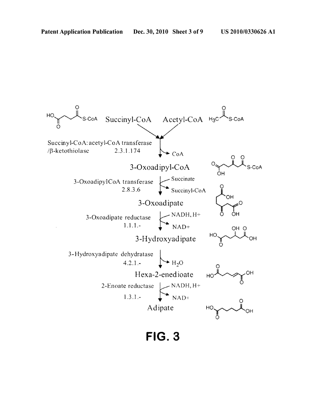 MICROORGANISMS FOR THE PRODUCTION OF ADIPIC ACID AND OTHER COMPOUNDS - diagram, schematic, and image 04