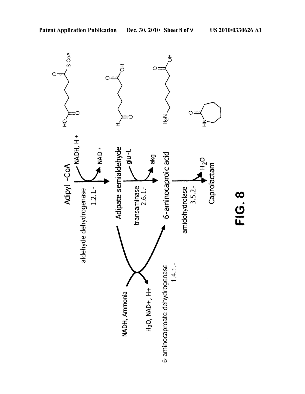 MICROORGANISMS FOR THE PRODUCTION OF ADIPIC ACID AND OTHER COMPOUNDS - diagram, schematic, and image 09