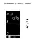 CHIMERIC GFP-AEQUORIN AS BIOLUMINESCENT CA++ REPORTERS AT THE SINGLE CELL LEVEL diagram and image