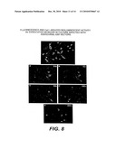 CHIMERIC GFP-AEQUORIN AS BIOLUMINESCENT CA++ REPORTERS AT THE SINGLE CELL LEVEL diagram and image