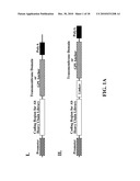 Cell Display Of Antibody Libraries diagram and image