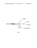 Histidine and/or Histidine Derivative for the Treatment of Inflammatory Skin Diseases diagram and image