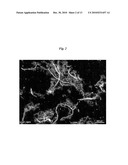 SURFACE-MINERALIZED ORGANIC FIBERS diagram and image