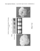 Cottonwood Growth eIF-5A diagram and image