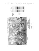 Cottonwood Growth eIF-5A diagram and image