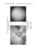 Cottonwood Growth eIF-5A diagram and image