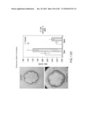 Cottonwood Growth eIF-5A diagram and image