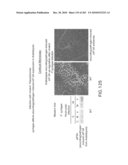 Cottonwood Growth eIF-5A diagram and image