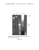 Cottonwood Growth eIF-5A diagram and image