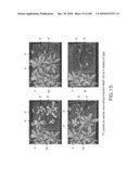 Cottonwood Growth eIF-5A diagram and image