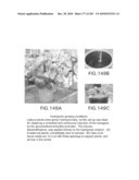 Cottonwood Growth eIF-5A diagram and image