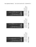 Cottonwood Growth eIF-5A diagram and image