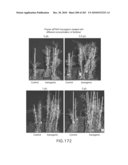 Cottonwood Growth eIF-5A diagram and image