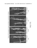 Cottonwood Growth eIF-5A diagram and image