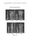 Cottonwood Growth eIF-5A diagram and image