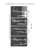 Cottonwood Growth eIF-5A diagram and image