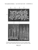 Cottonwood Growth eIF-5A diagram and image