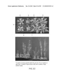 Cottonwood Growth eIF-5A diagram and image