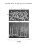 Cottonwood Growth eIF-5A diagram and image