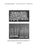 Cottonwood Growth eIF-5A diagram and image