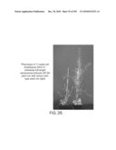 Cottonwood Growth eIF-5A diagram and image