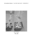 Cottonwood Growth eIF-5A diagram and image