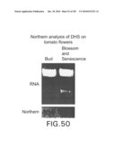 Cottonwood Growth eIF-5A diagram and image