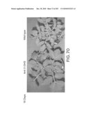 Cottonwood Growth eIF-5A diagram and image