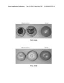 Cottonwood Growth eIF-5A diagram and image