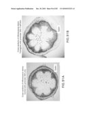 Cottonwood Growth eIF-5A diagram and image