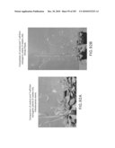 Cottonwood Growth eIF-5A diagram and image