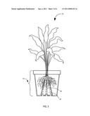Plant container diagram and image
