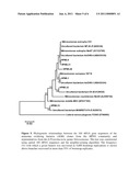 High Performance Nitrifying Sludge For High Ammonium Concentration and Low Temperature Wastewater Treatment diagram and image