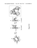 MODULAR APTAMAR-REGULATED RIBOZYMES diagram and image