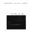 COMPOSITION FOR AUTOTRANSPLANTATION OR ALLOTRANSPLANTATION USING DENTAL PULP STEM CELL, AND USE OF THE COMPOSITION diagram and image