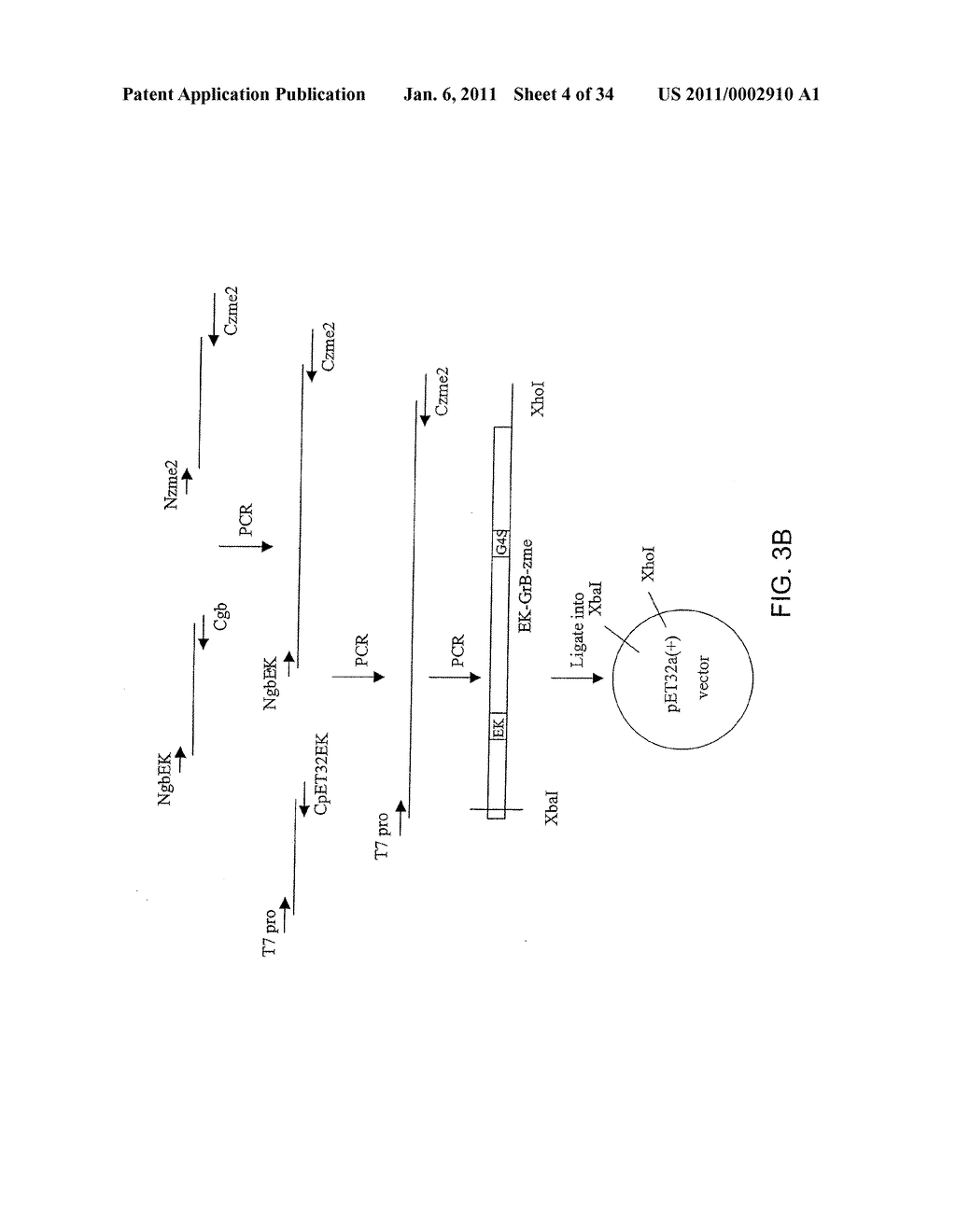 THERAPEUTIC AGENTS COMPRISING PRO-APOPTOTIC PROTEINS - diagram, schematic, and image 05