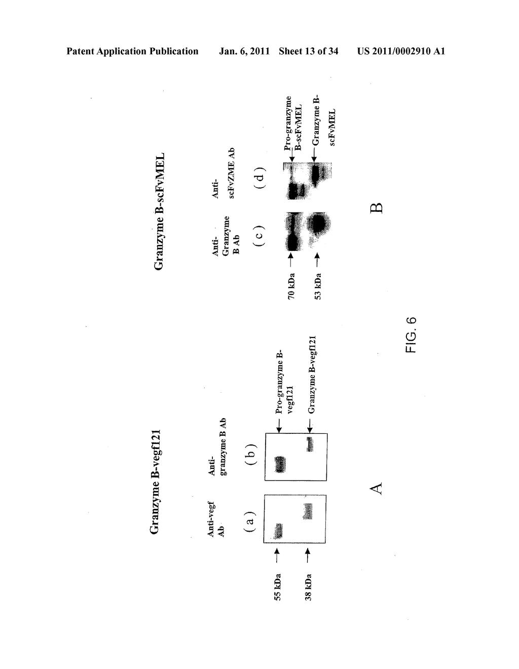 THERAPEUTIC AGENTS COMPRISING PRO-APOPTOTIC PROTEINS - diagram, schematic, and image 14