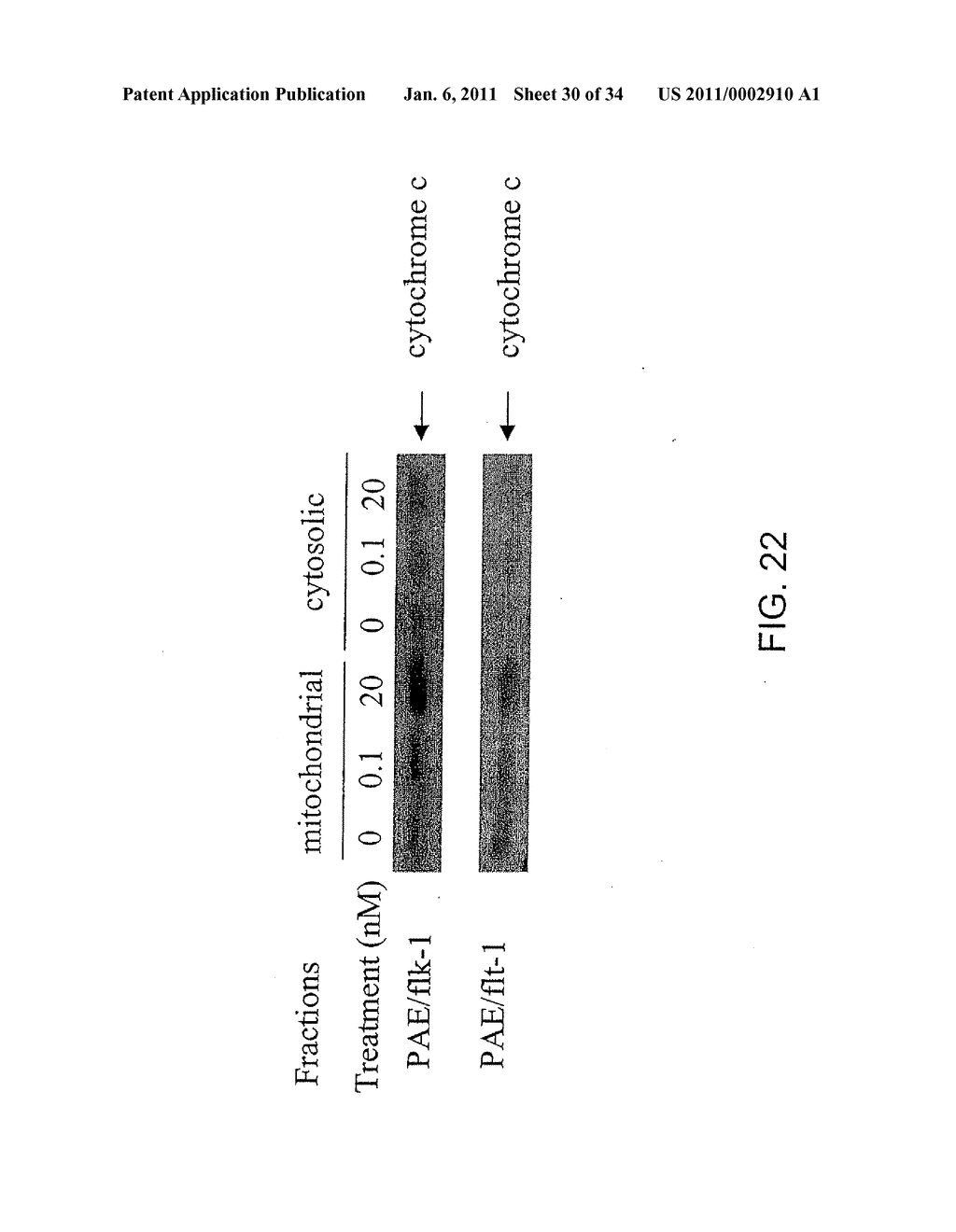 THERAPEUTIC AGENTS COMPRISING PRO-APOPTOTIC PROTEINS - diagram, schematic, and image 31