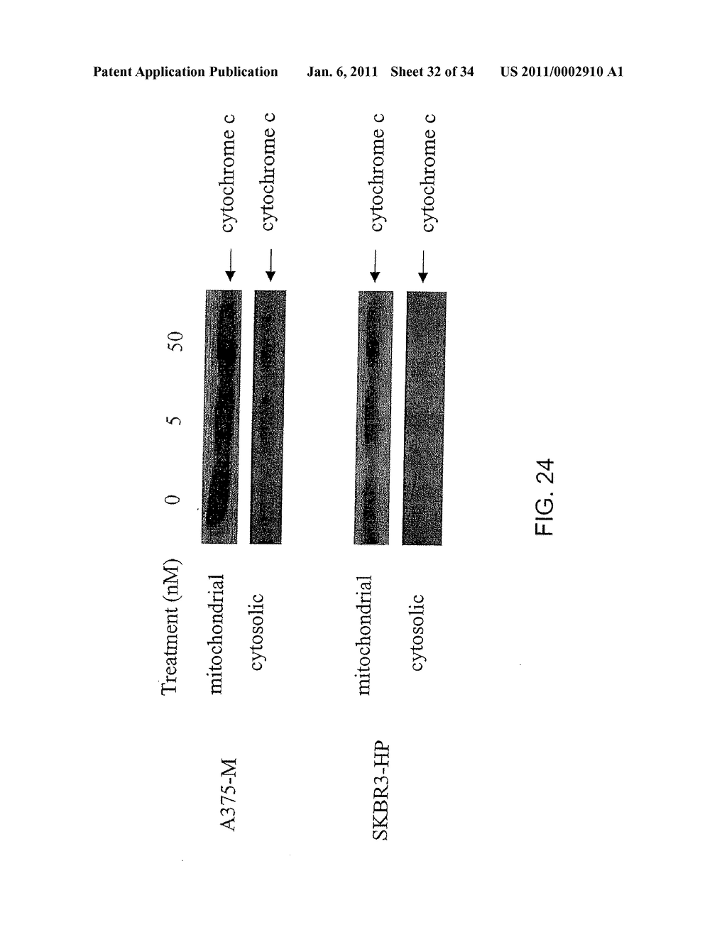 THERAPEUTIC AGENTS COMPRISING PRO-APOPTOTIC PROTEINS - diagram, schematic, and image 33