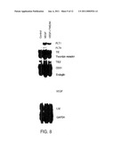 TWEAK RECEPTOR AGONISTS AS ANTI-ANGIOGENIC AGENTS diagram and image