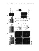 Compositions and Methods to Promote Neural Cell Growth diagram and image