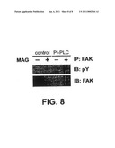 Compositions and Methods to Promote Neural Cell Growth diagram and image