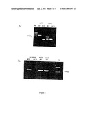 METHOD FOR THE DETECTION OF GENE TRANSCRIPTS IN BLOOD AND USES THEREOF diagram and image