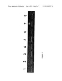 METHOD FOR THE DETECTION OF GENE TRANSCRIPTS IN BLOOD AND USES THEREOF diagram and image