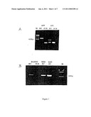 METHOD FOR THE DETECTION OF GENE TRANSCRIPTS IN BLOOD AND USES THEREOF diagram and image