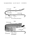 METHODS AND COMPOSITIONS FOR NUCLEIC ACID AMPLIFICATION diagram and image