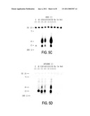 METHODS FOR PRODUCING INTERFERING RNA MOLECULES IN MAMMALIAN CELLS AND THERAPEUTIC USES FOR SUCH MOLECULES diagram and image