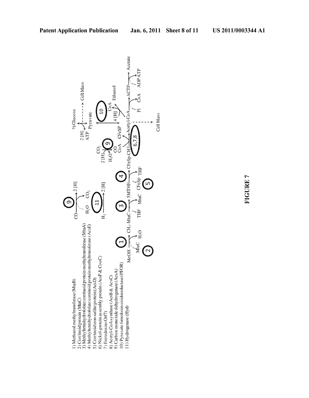 METHODS AND ORGANISMS FOR UTILIZING SYNTHESIS GAS OR OTHER GASEOUS CARBON SOURCES AND METHANOL - diagram, schematic, and image 09