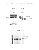 CHIMERIC AUTOPROCESSING POLYPEPTIDES AND USES THEREOF diagram and image